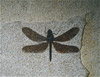 Fossil/Ancient Invertebrates