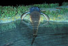 eurypterid