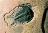 trilobite