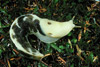 banana slug