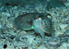 european cuttlefish