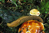 european black slug