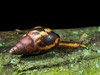 land snail