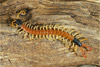 desert centipede