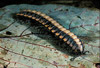 forest floor millipede