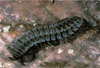 millipede