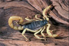 black backed scorpion