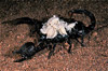 emperor scorpion w/ young