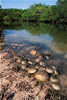 Horseshoe Crab