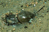 Horseshoe Crab