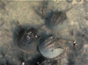 Horseshoe Crab