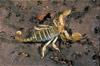 israeli gold scorpion