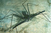 tailess whip scorpion