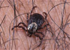 wood tick