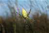 banded garden spider