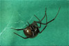 black widow spider