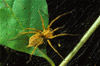 funnel weaver spider