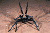 american tarantula