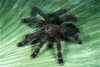 columbia tree spider