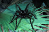 goliath birdeater