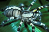 indian ornamental tree spider