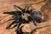 rose-grey tarantula