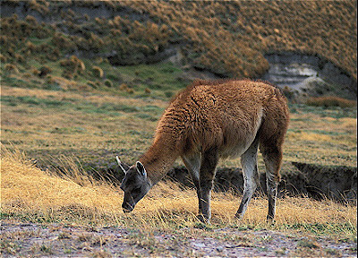 Guanaco