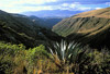 guyabamba valley
