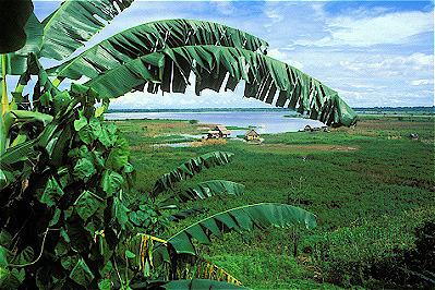 Amazon River