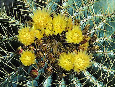 Blue Barrel Cactus