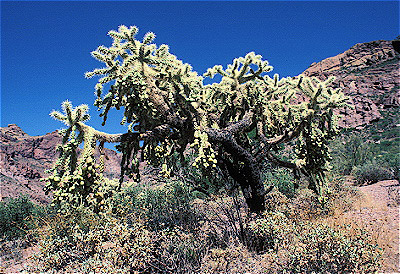 Chain Fruit Cholla