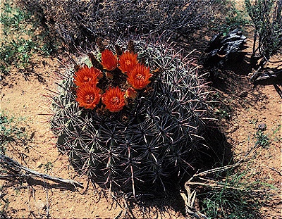 Fish hook Barrel Cactus