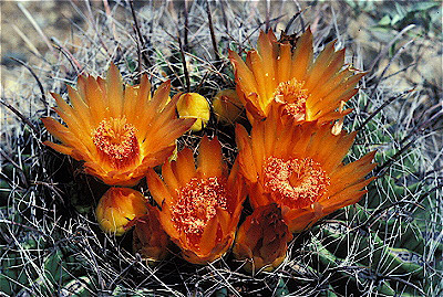 Fish hook Barrel Cactus