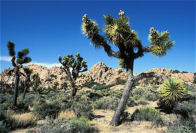 Joshua Tree