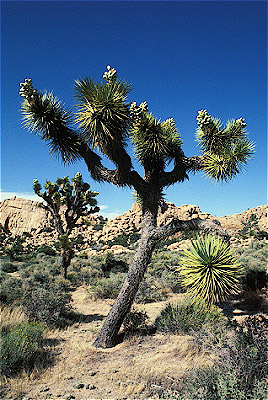 Joshua Tree