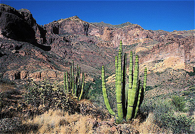 Organ Pipe Cactus