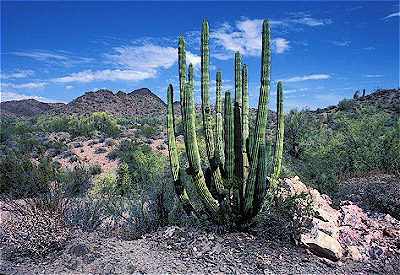 Organ Pipe Cactus