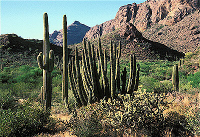 Organ Pipe Cactus