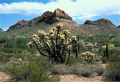 Chain-fruit Cholla