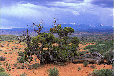 Approaching Thunderstorm