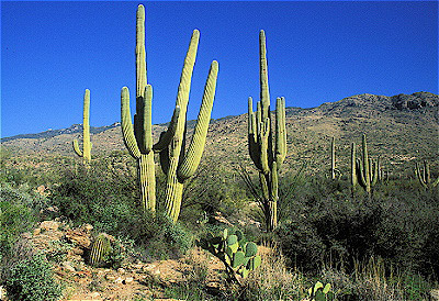 Saguaro Cactus