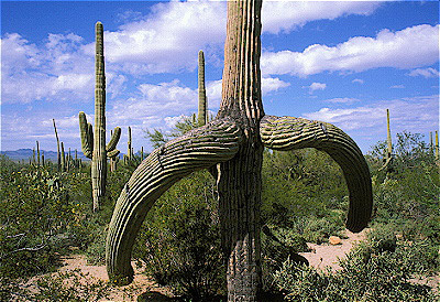 Saguaro Cactus