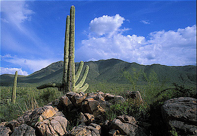 Saguaro Cactus