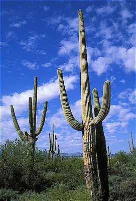 Saguaro Cactus