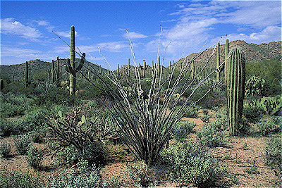 Saguaro Cactus