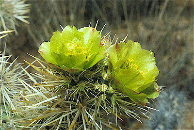 Silver Cholla