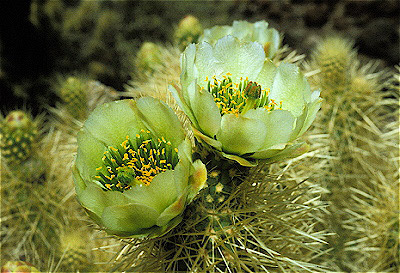 Teddy Bear Cholla