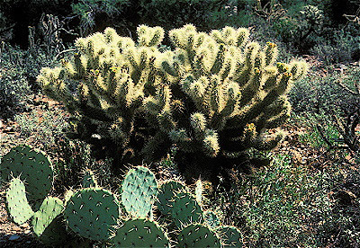 Teddy Bear Cholla