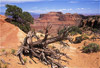 canyonlands