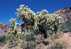 chain fruit cholla